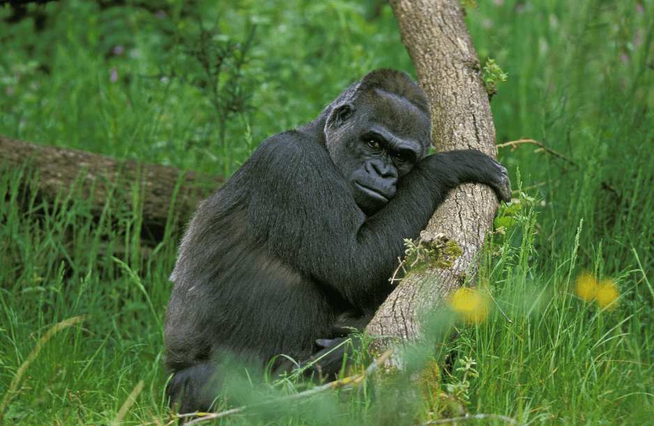eastern-lowland-gorilla-5060114