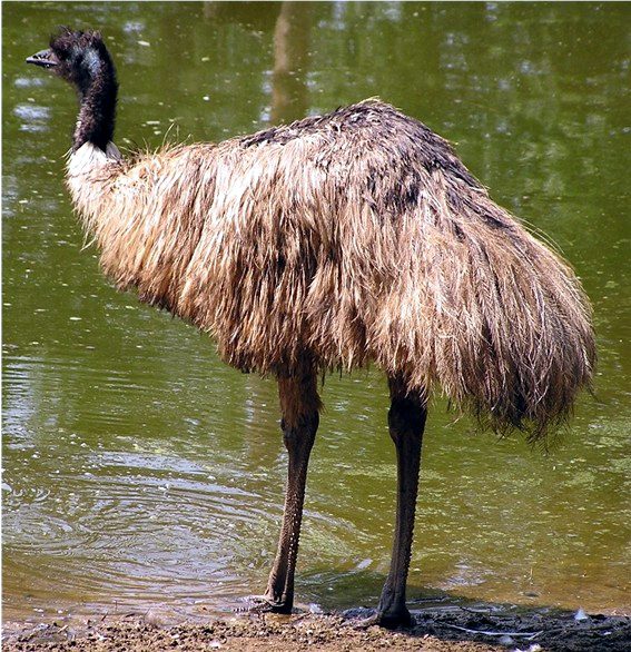 emu-bird