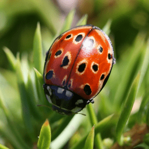 eyed-ladybug-4160738