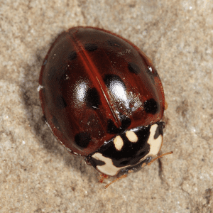 fifteen-spotted-lady-beetle-4613374