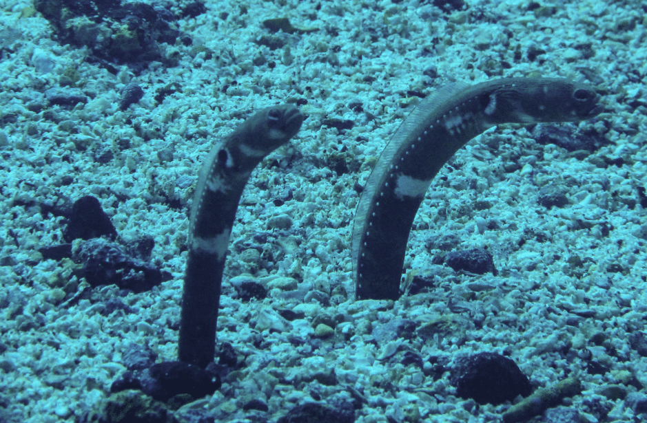 galapagos-garden-eel-3751886