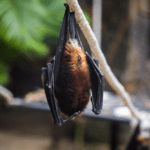 largest bats in the world