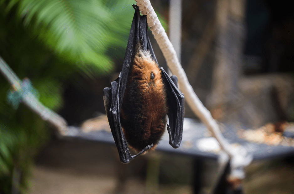 largest bats in the world