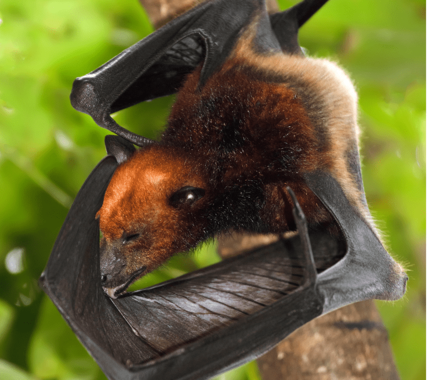 golden-crowned-flying-fox-bat-9618185