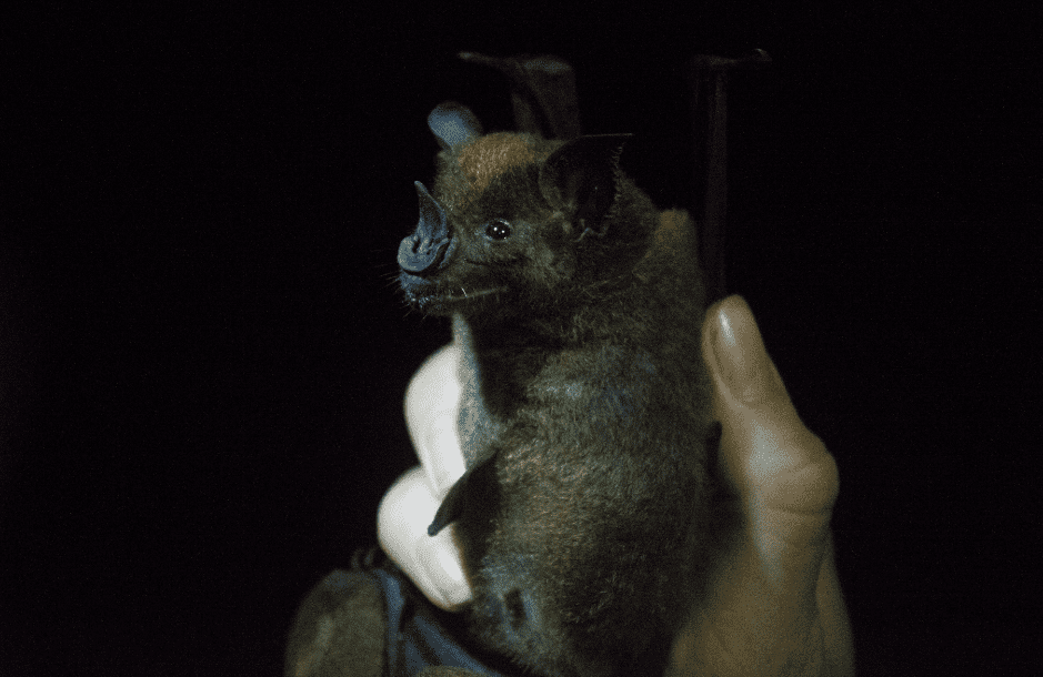 greater-spear-nosed-bat-7944022