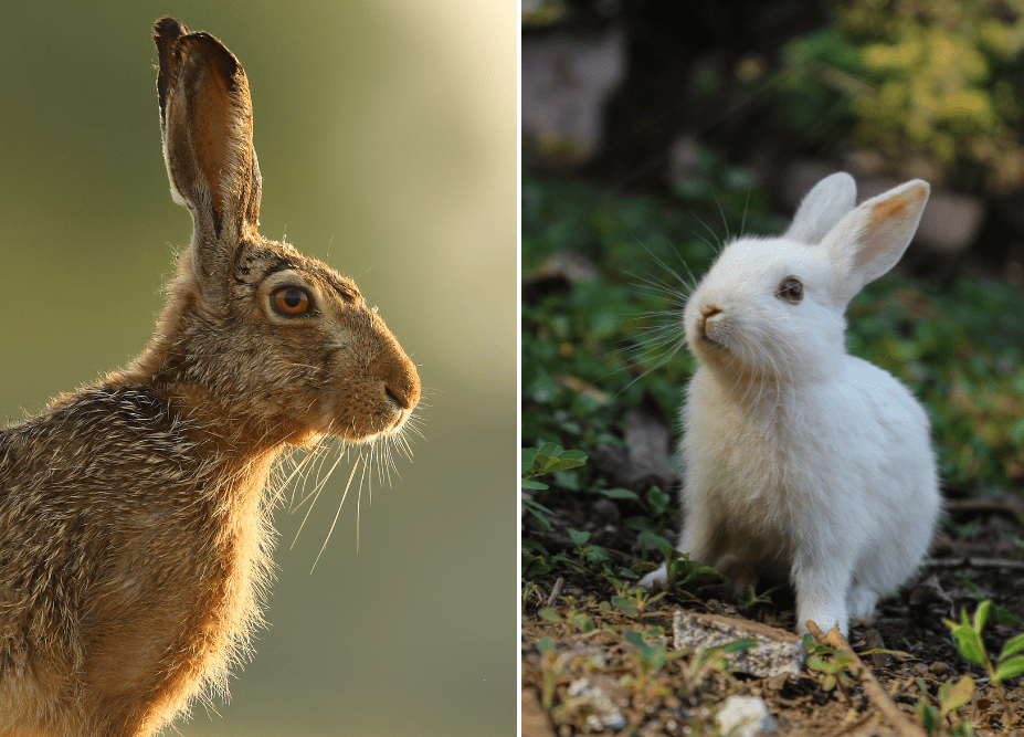 hare-vs-rabbit