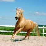 how-fast-can-a-horse-run