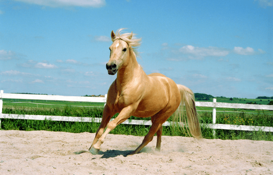 how-fast-can-a-horse-run