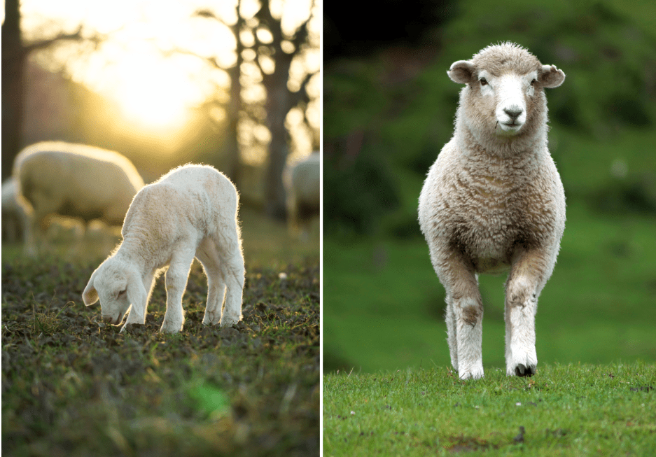 lamb-vs-sheep
