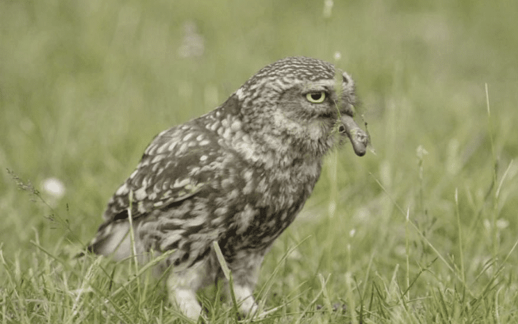 little-owl-with-prey-5498397