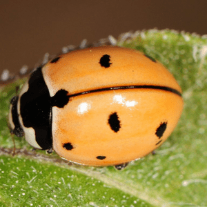 nine-spotted-lady-beetle-3756485
