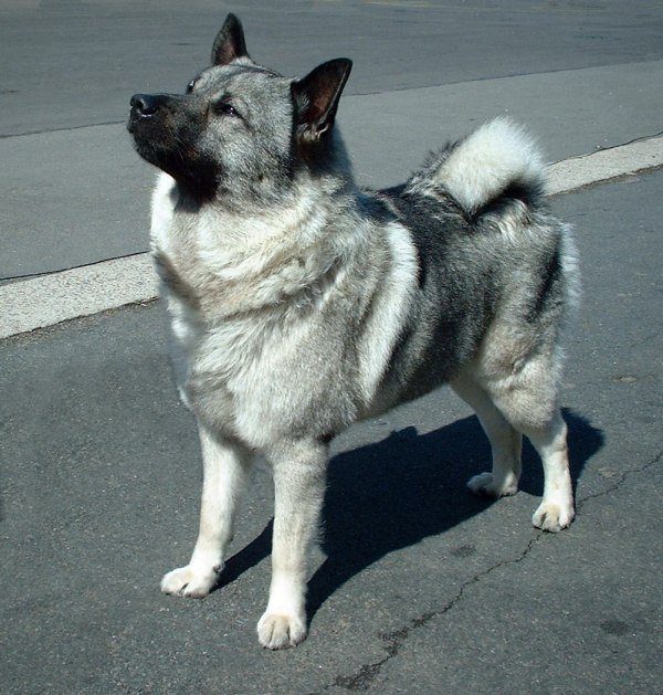 norwegian_elkhound standing in middle of a road