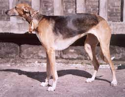 old-croatian-sighthound-6863577
