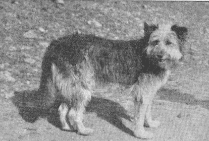 old-welsh-grey-sheepdog-7951118