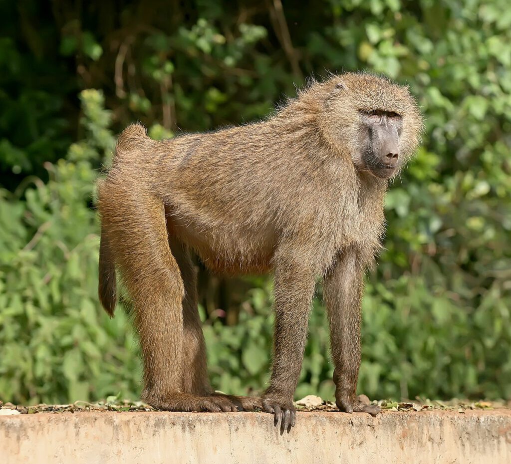 olive-baboon-7136117
