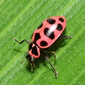 pink-spotted-lady-beetle-5991347