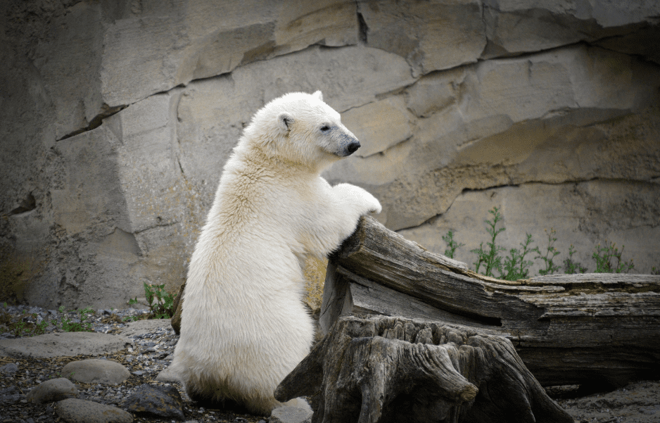 polar-bear-2160045
