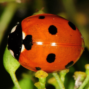 seven-spot-ladybird-1738285