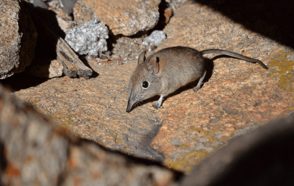 southern-short-tailed-shrew-6780249