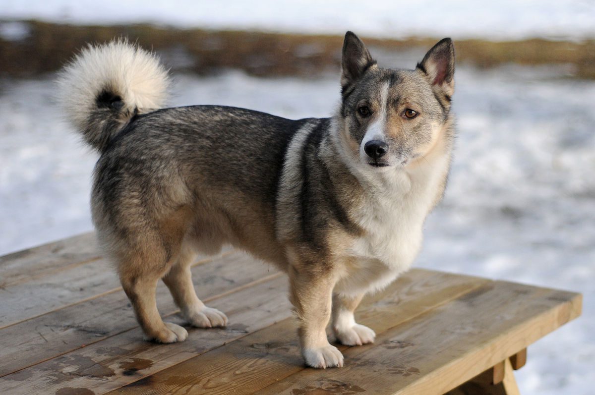 Is A Swedish Elkhound A Northern Breed