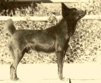 tahitian-dog-1872657