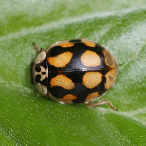 ten-spotted-ladybird-7276223