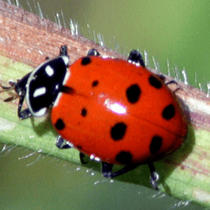thirteen-spot-ladybeetle-6880107