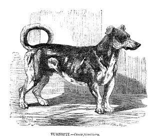 turnspitdog