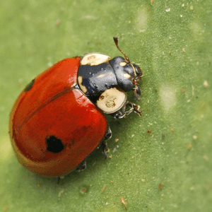 two-spot-ladybird-2854013