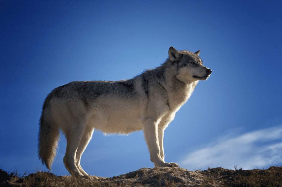 what-is-the-largest-wolf-species