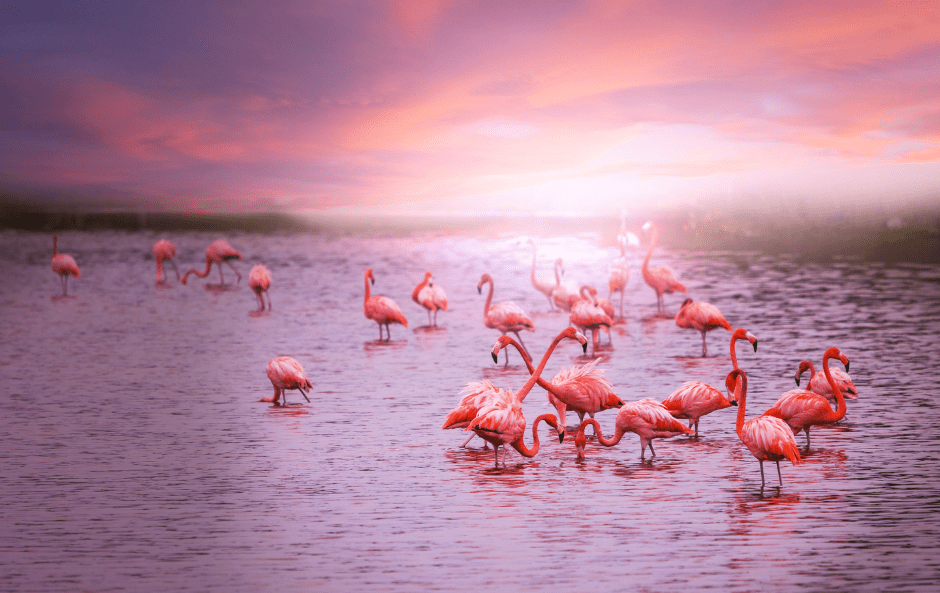 where-do-flamingos-live