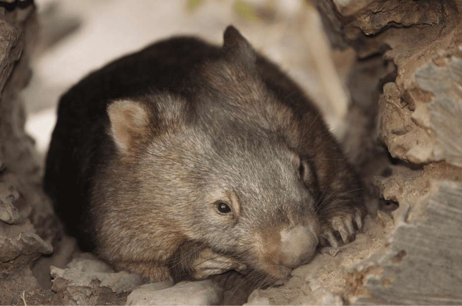 wombat-burrow-2396818