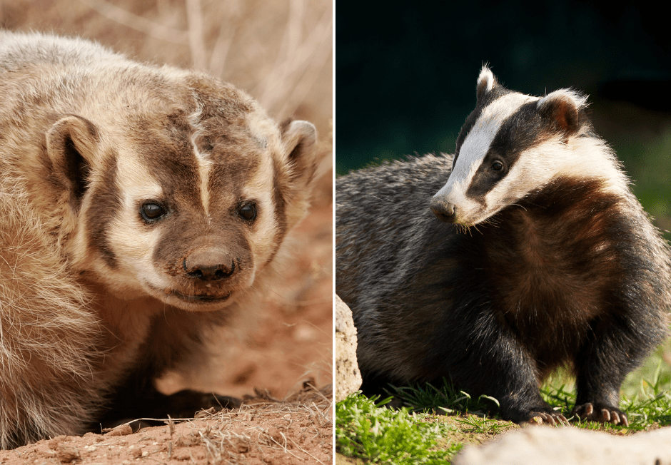 american-badger-vs-european-badger-1