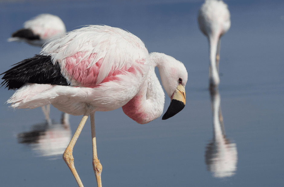 andes-flamingo-7489350