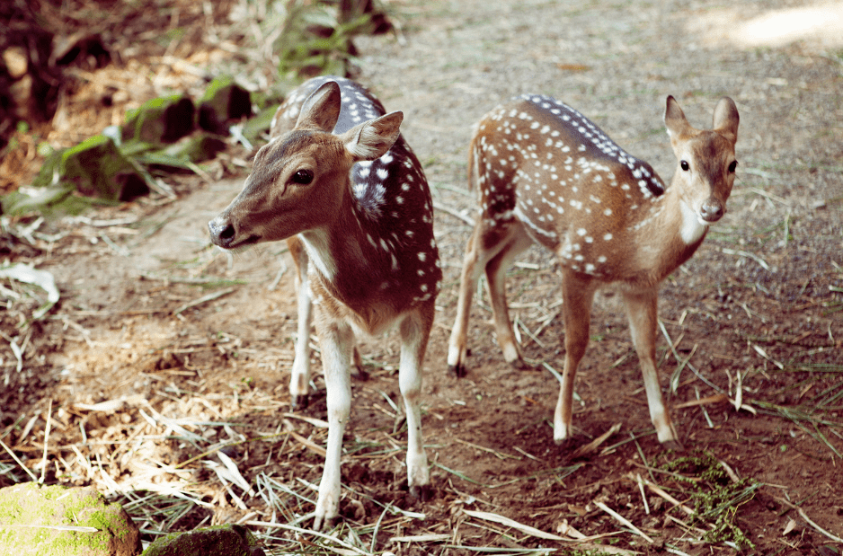 Exploring The World Of Fawns - 7 Fun Baby Deer Facts You Never Knew - Animal  Corner