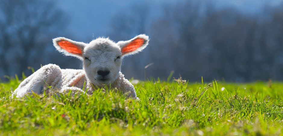 baby-lamb-7998138