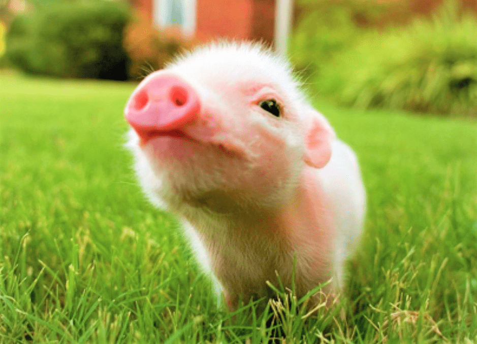 baby-pig-sniffing-2656257
