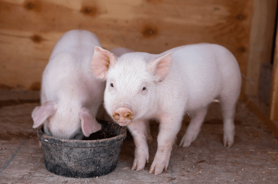 baby-pigs-eating-2637372