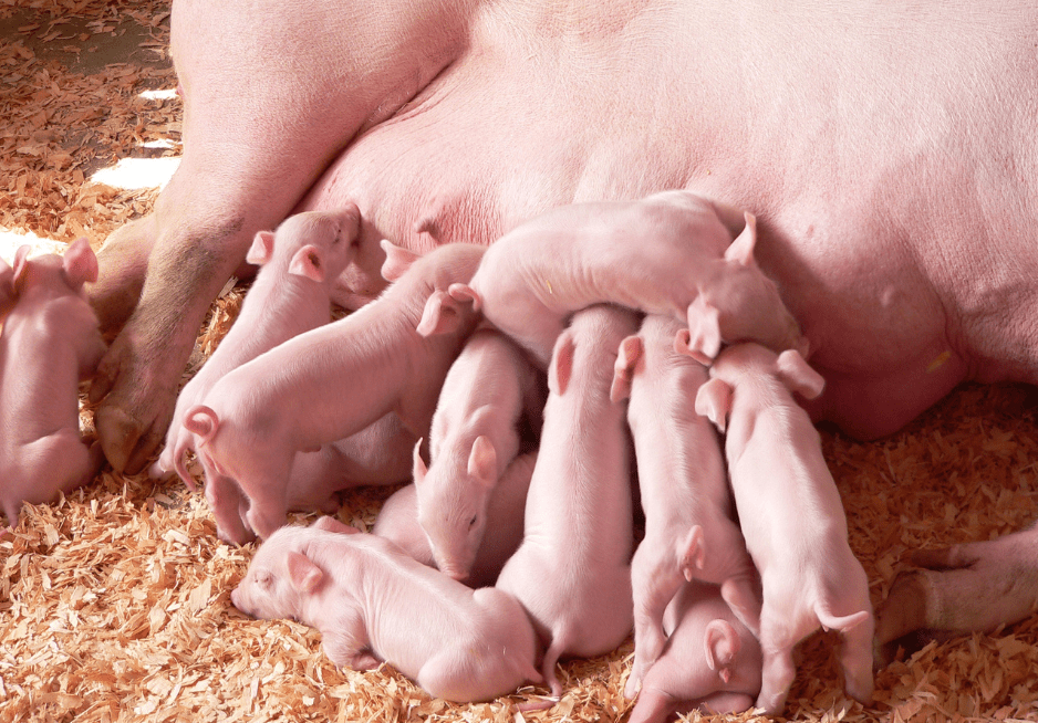 baby-pigs-feeding-2749782