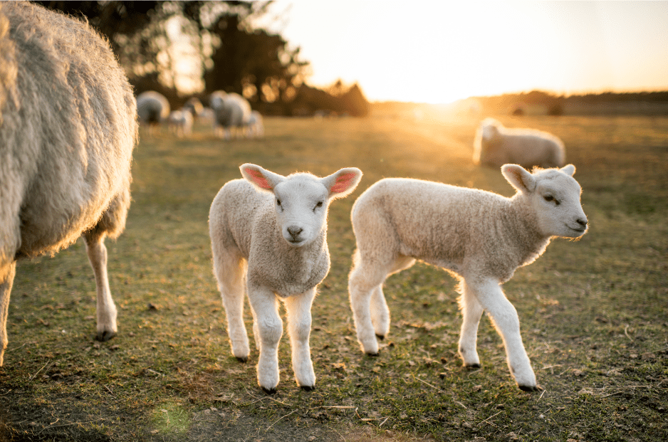 From Lambs to Ewes - 8 Fascinating Baby Sheep Facts & More! - Animal Corner