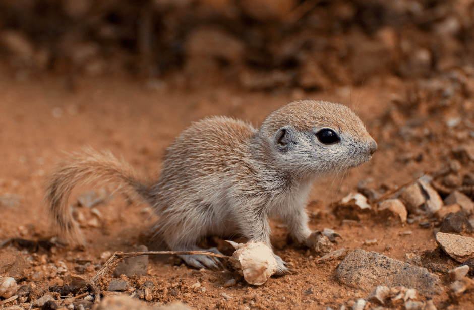baby squirrel facts