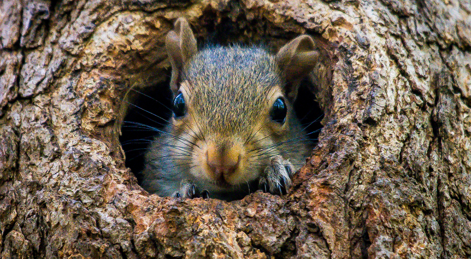 baby-squirrel-facts-5702967