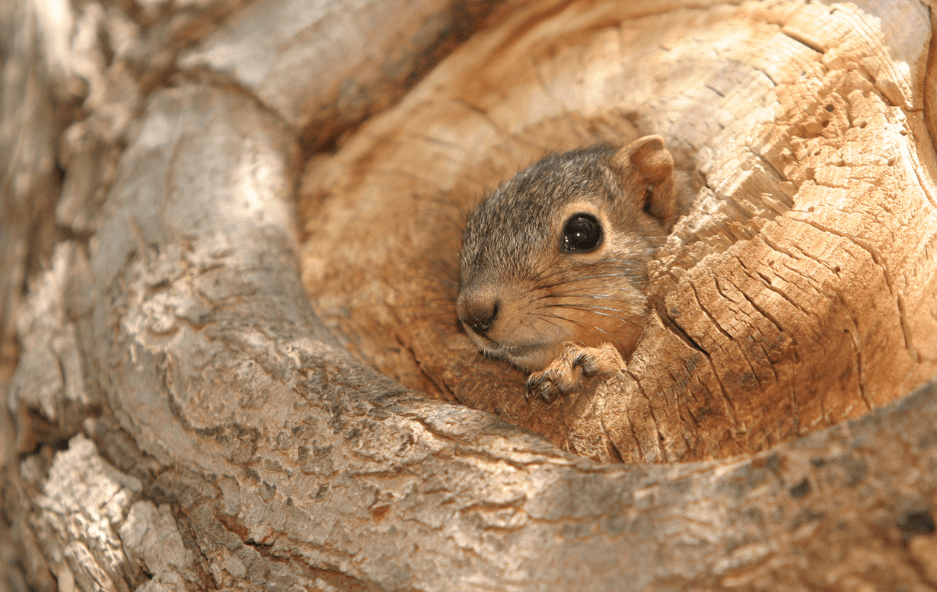 baby-squirrels-3102763