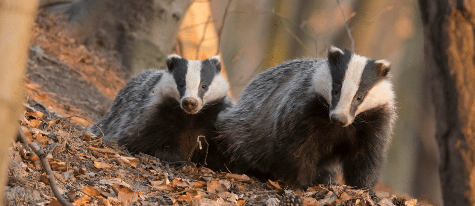 badger-differences-5302664