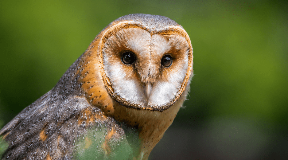 barn-owl-1635370