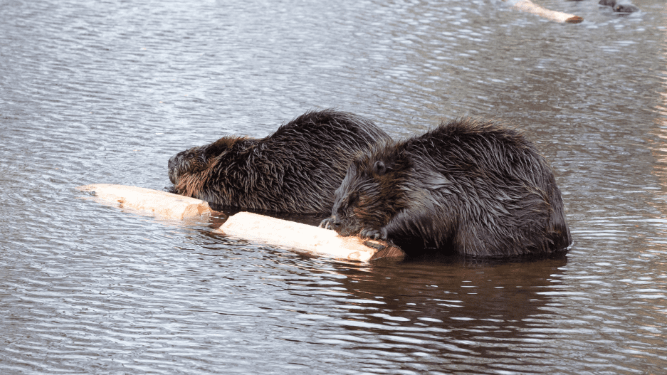 beavers-in-water-9062544