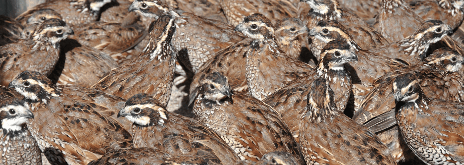 bevy-of-quail-5135524