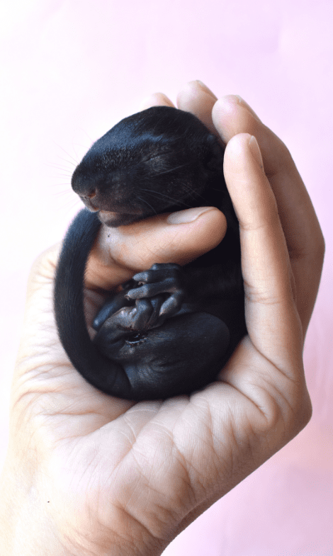 black-baby-squirrel-6885861