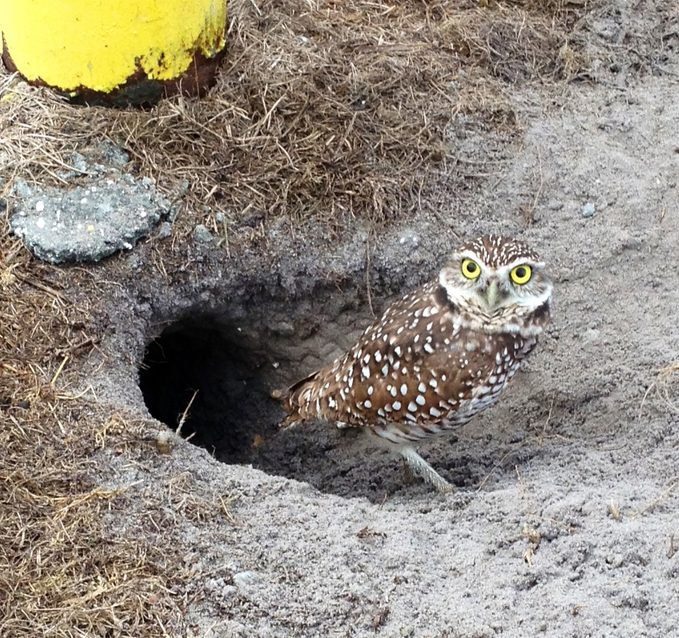burrowing-owl-nest-6982261