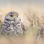 burrowing-owl-in-long-grass